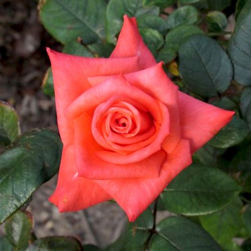 Rožė 'MONICA'