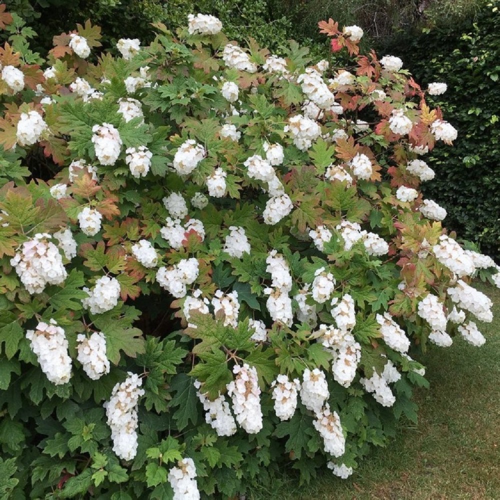 Hydrangea quercifolia / Ąžuolialapė hortenzija