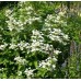 Hortenzija šluotelinė (Hydrangea paniculata) 'PRIM WHITE'® PBR (syn. 'DOLPRIM')