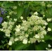 Hortenzija šluotelinė (Hydrangea paniculata) 'SPARKLING'®