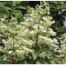 Hortenzija šluotelinė (Hydrangea paniculata) 'WIM'S RED'®