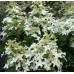 Hortenzija šluotelinė (Hydrangea paniculata) 'PERLE D' AUTOMNE' (syn.'DEGUSTAR')