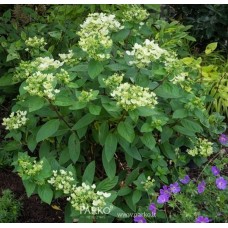 Hortenzija šluotelinė (Hydrangea paniculata) 'PASTELGREEN'®
