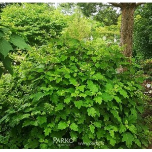 Hydrangea quercifolia / Ąžuolialapė hortenzija