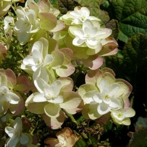 Hydrangea / Hortenzija TENNESSEE CLONE