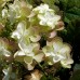 Hortenzija ąžuolialapė (Hydrangea quercifolia) 'TENNESSEE CLONE'