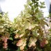 Hortenzija šluotelinė (Hydrangea  paniculata) 'MAGICAL HIMALAYA'